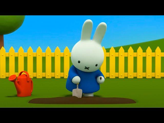 Miffy Tries Farming! | Miffy's Adventures Big & Small