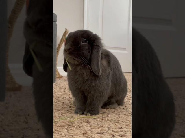 Cute Bunny Eating Hay #bunnies #bunny