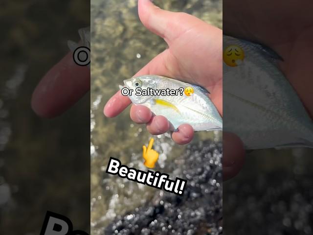 What are you picking 🫵#youtubeshorts #trending #viralvideo #shorts #foryou #fishing