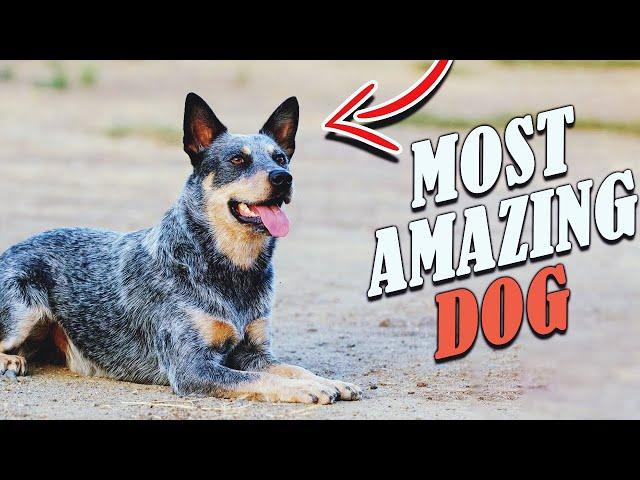 Blue Heeler - 6 Traits that make the Australian Cattle Dog AMAZING