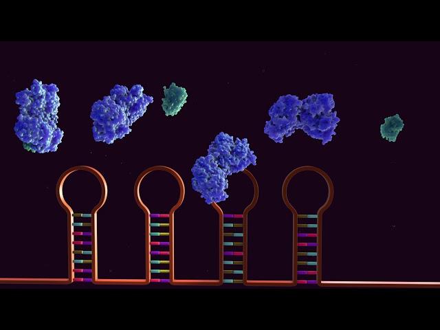 Regulation of Intracellular Iron Homeostasis