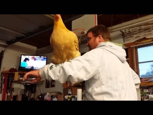 A Guy and His Chicken