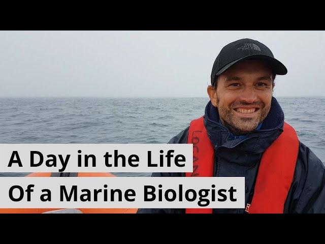 A Day in the Life of a Marine Biologist - Blue Shark Conservation! [UK Blue Shark Project]