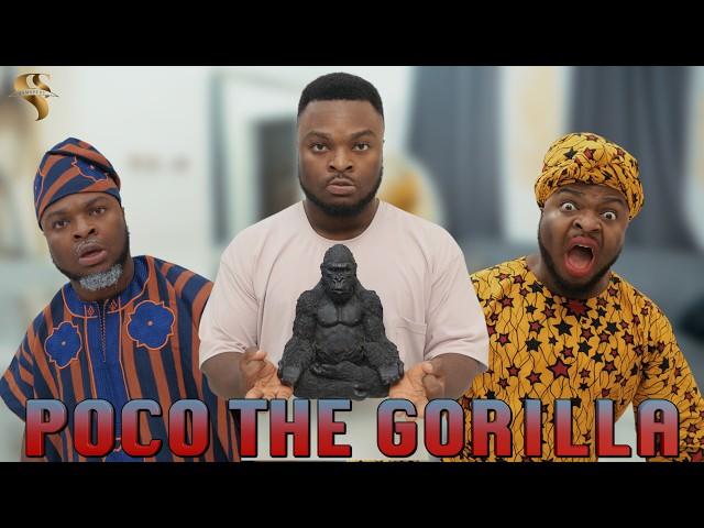 AFRICAN HOME: POCO THE GORILLA