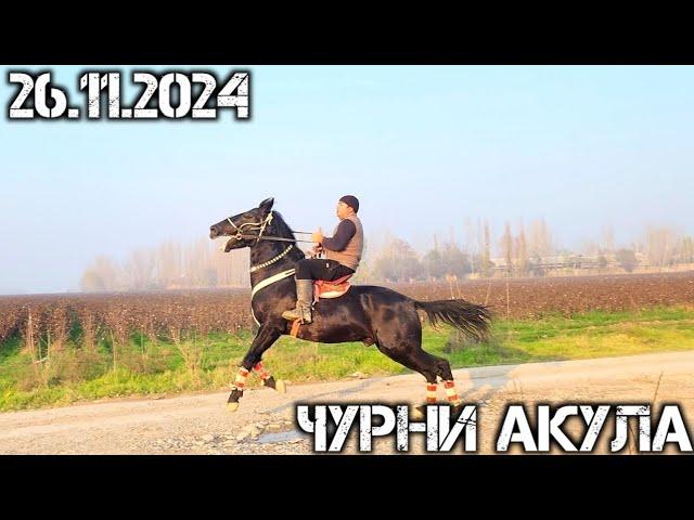 ФАЗЛИДДИН АКАДАН ТОЙНИГ КУЧЛИГИ ЧУРНИ АКУЛА    СОТИЛАДИ  !..