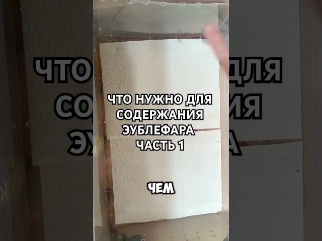 Содержание эублефара дома часть 1 #рептилии #животные #reptiles #эублефар #nature #gecko #animals