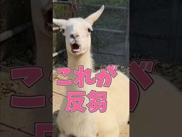 反芻（はんすう）ってこういうこと　This is the rumination #shorts #llamas