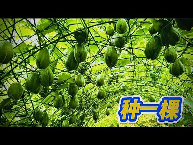 怎样种好佛手瓜？8 years of Growing Chayote