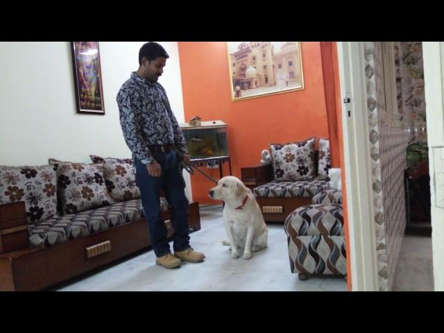 Rishi thapar dog trainer