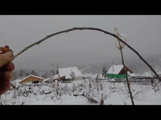 Садоводству в Сибири быть! Важность, вызревания верхушечных почек