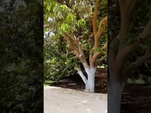 May Month Summer Session #2025 #nature #mangoes