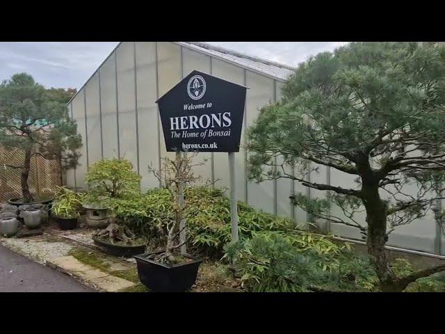 The one and only, Herons Bonsai nursery tour!