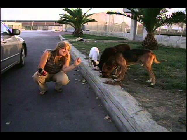 Pet Rescue - AFN Naples TV Version
