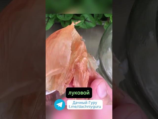 Народное средство от тли #тля  #грядки #дача #огород #садоводство #сад #природа