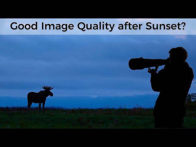 My TOP tips for wildlife photography in low light