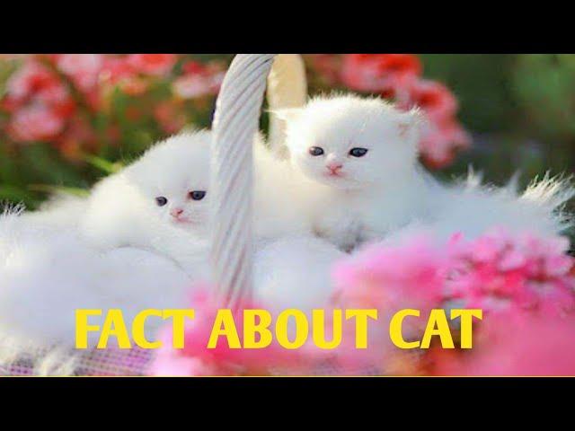 Fact About Cat .//Amazing fact//Crazy Fact//#shortvideo#short
