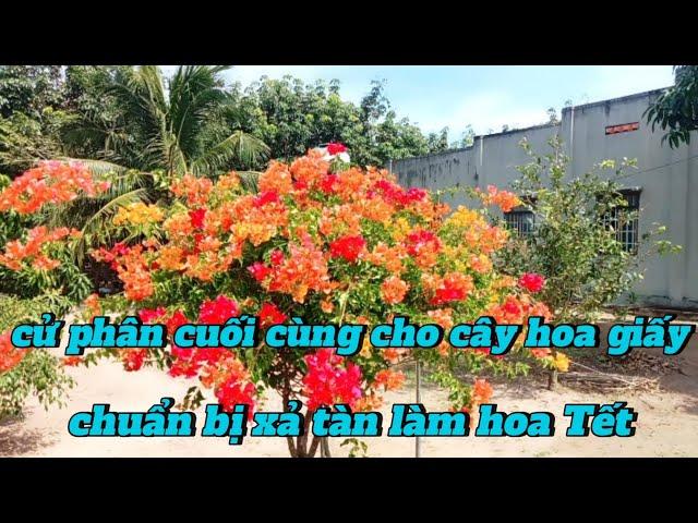 cử phân cuối cùng cho cây hoa giấy chuẩn bị xả tàn làm hoa Tết