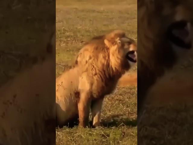 Funny Meme ll Lion Laughing ll Funny Lion Laughing