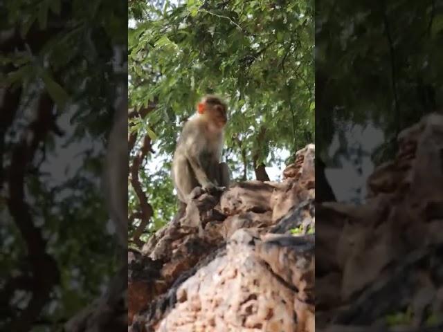 Bonnet Macaque Monkey in Badami Fort, Bagalkot | VgBingi