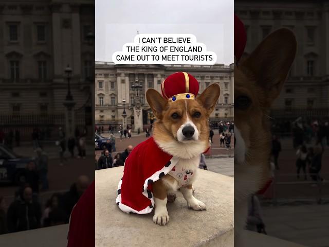 King Corgi 