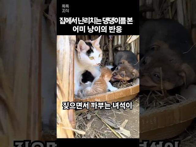 집에서 난리치는 댕댕이를 본 어미 고양이의 반응