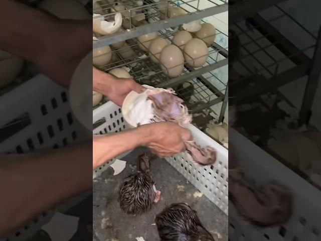 Baby Ostrich Hatching From Eggs