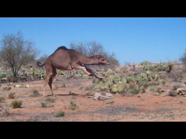 Would You Ride This Camel? How long could you stay on?