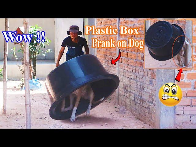 Wow !! New Prank | Super Huge Plastic Box Vs Sleeping Dog - Funniest Videos | How can stop Laugh?