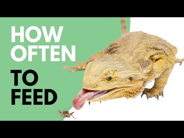 How Often To Feed Bearded Dragons