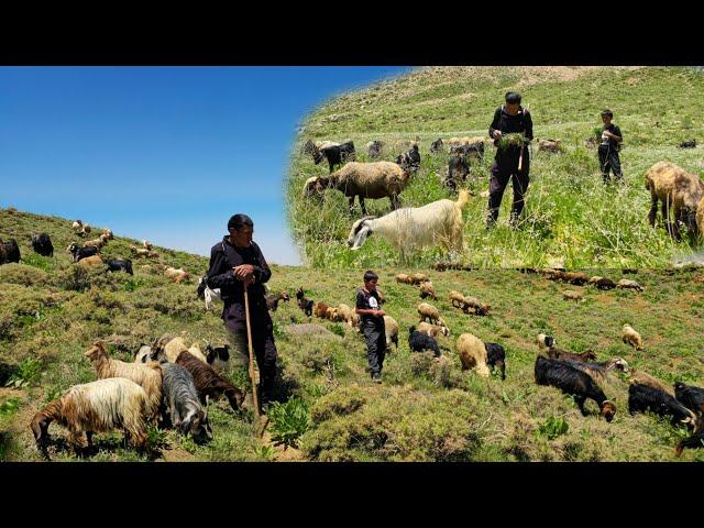 IRAN nomadic life | Daily routine village life of Iran | Nomadic lifestyle of Iran️