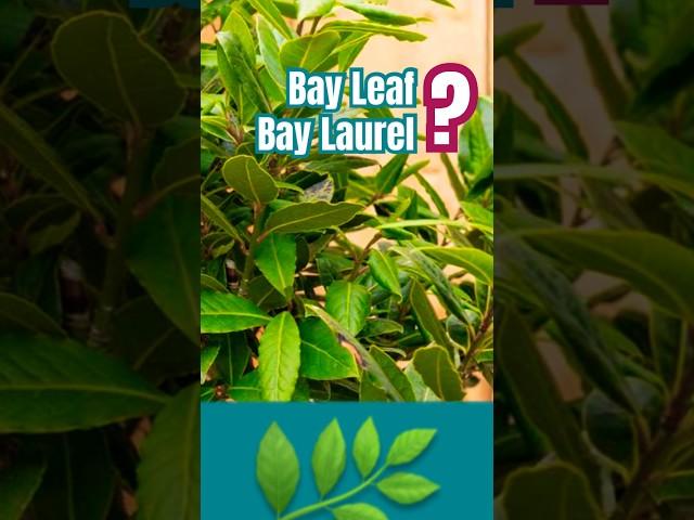🪴 What is a Bay Leaf? What is a Bay Laurel? 🪴Where do Bay Leaves come from? #bayleaf #bayleaves
