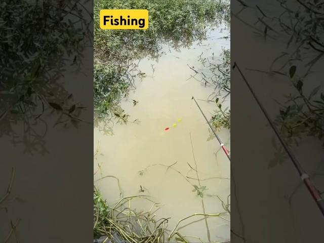Fishing Video today #shorts #reels #fishing #video