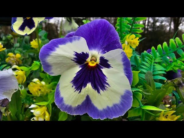 PANSIES COME BACK EVERY YEAR