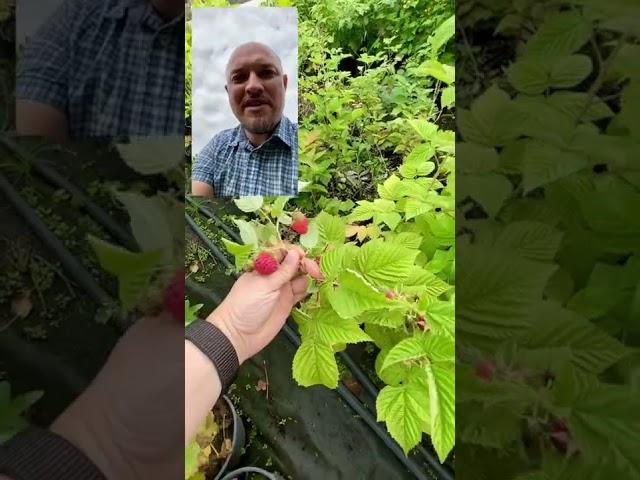 Ремонтантная малина в #питомник #тимирязевский #shorts #nursery #plants #малина #ремонтантнаямалина