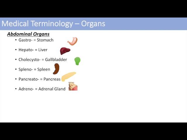 Medical Terminology - The Basics - Lesson 1