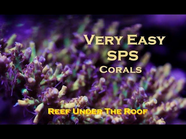 Easy to keep SPS Corals (Get these NOW!)