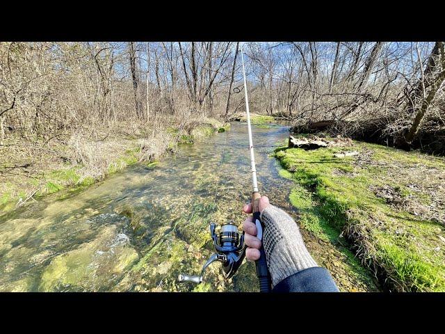 A BIG TROUT Lives in This Small Creek! (trout fishing)