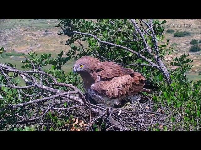 קורע את הלב - Israel Raptor Nest Cam - עופות דורסים בשידור חי