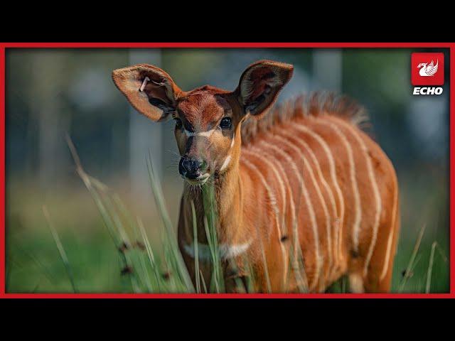 Rare and endangered animal born at Chester Zoo