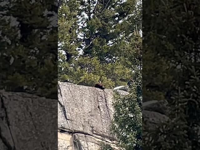 Bison Carcass Hangs Over A Cliff In Yellowstone Nat. Park