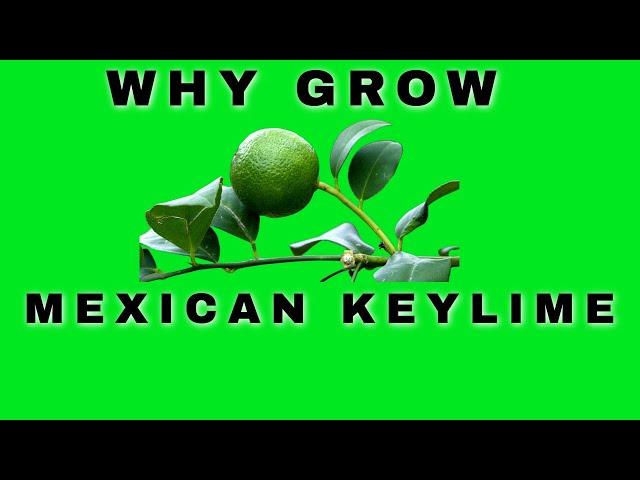 THE BENEFITS OF GROWING A MEXICAN KEY LIME TREE  #KEYLIMETREEINCONTAINERS