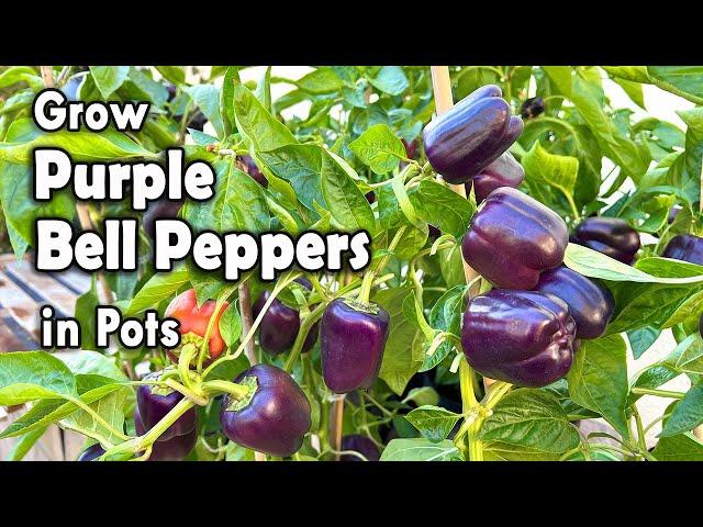 Grow Beautiful Purple Bell Peppers from Seed | Step by step guide on how to grow Bell Pepper in pots