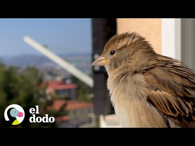 Pareja rescata a un gorrión bebé y convierten su sala en un hábitat para ella | El Dodo