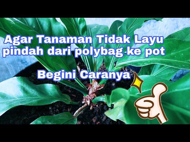 Cara Memindahkan Tanaman dari Polybag ke Pot agar Tidak Layu - KEBUNCILIK