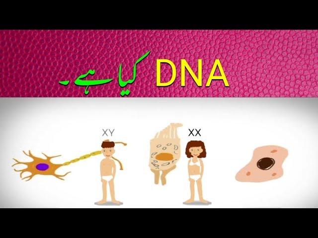 Genes DNA and Chromosomes explained Urdu | جینز اور ڈی این اے کیا ہے؟