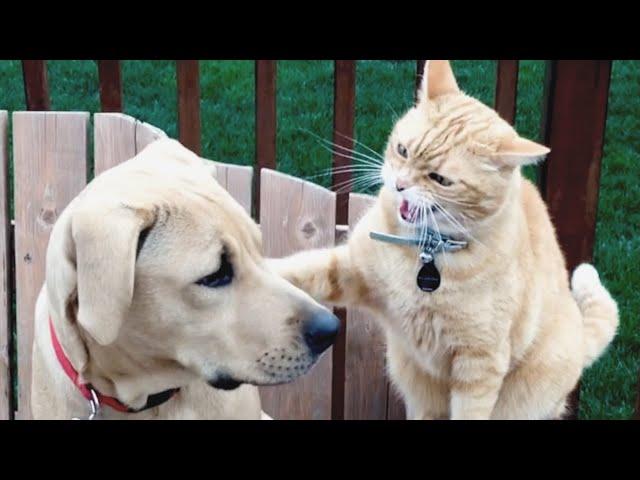 Cats vs Dogs Fighting - Funny Cats and Dogs Compilation || PETASTIC 