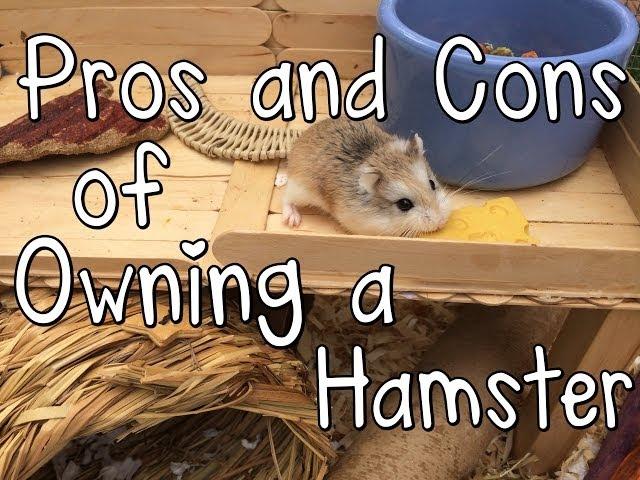 Pros and Cons of Owning a Hamster