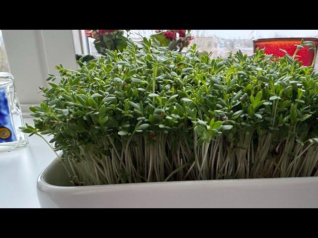 How to Make Sabzeh for Nowruz Persian New year with Cress - How to grow cress fast and easy