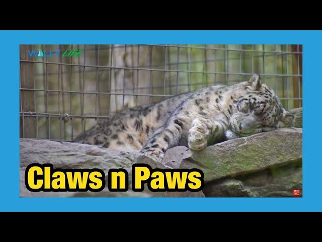 Claws n Paws Animal Park in the Poconos (2020)