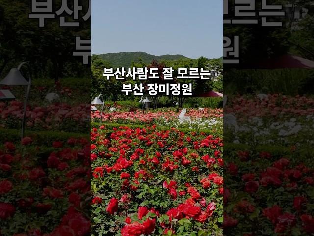 부산사람도 잘 모르는 부산 장미정원 #부산여행 #부산가볼만한곳  #부산기장  #기장여행 #장미공원
